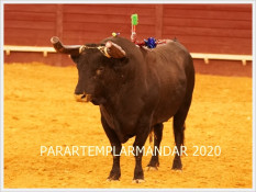 Toiro 